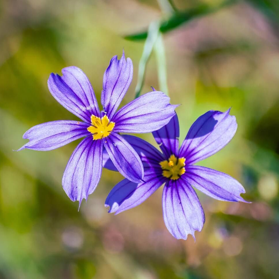 Sisyrinchium Bellum Seeds - Flower Plant