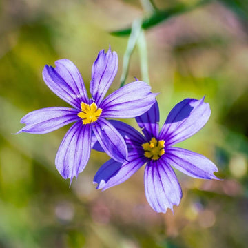 Sisyrinchium Bellum Seeds - Flower Plant