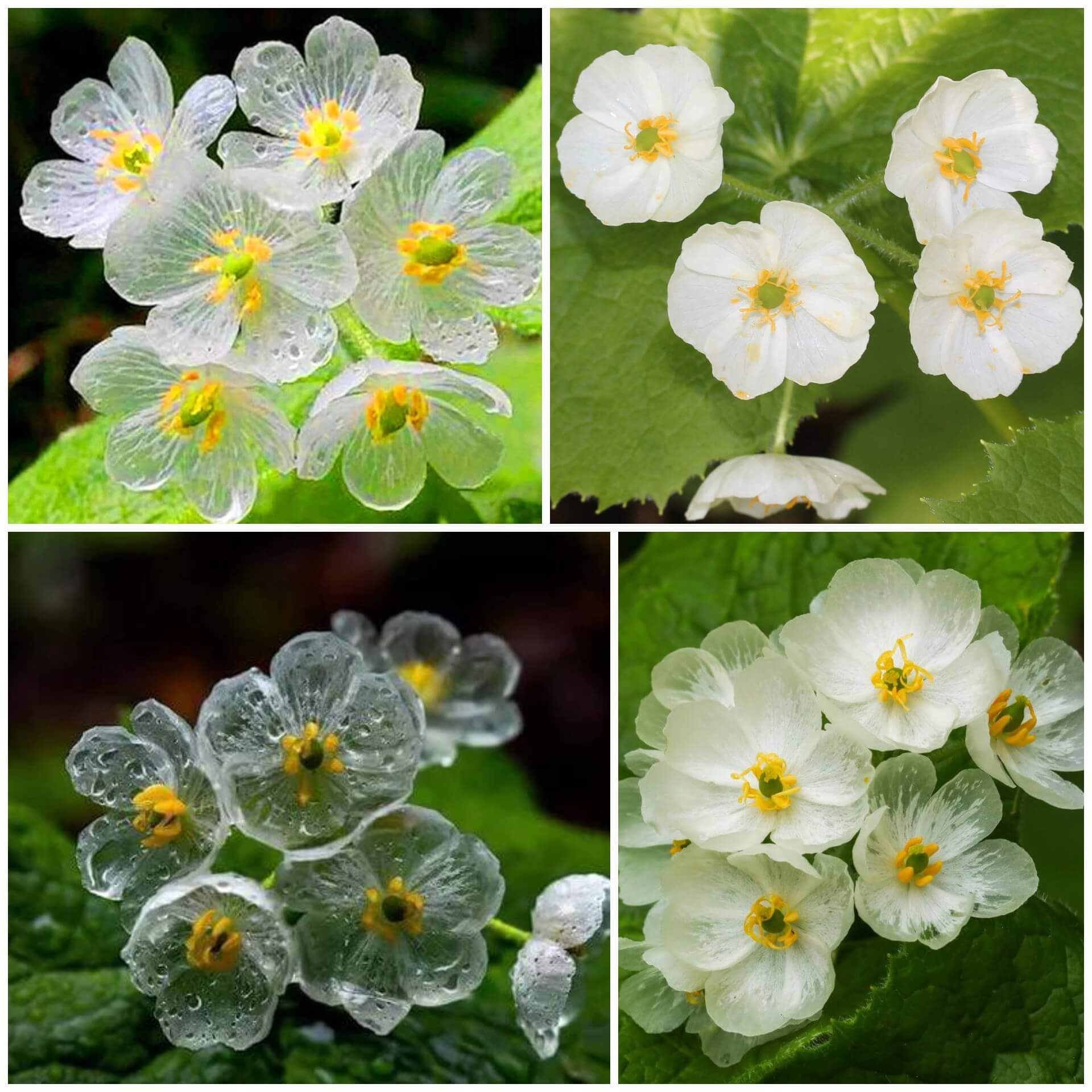 Skeleton Flower Seeds - All In One For Home Gardens