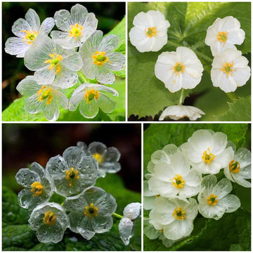 Skeleton Flower Seeds - All In One For Home Gardens