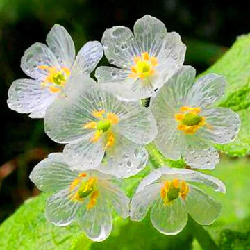 Skeleton Flower Seeds - All In One For Home Gardens