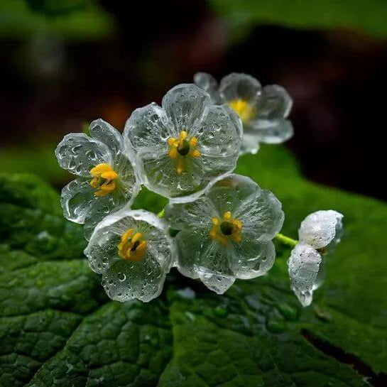 Skeleton Flower Seeds - All In One For Home Gardens