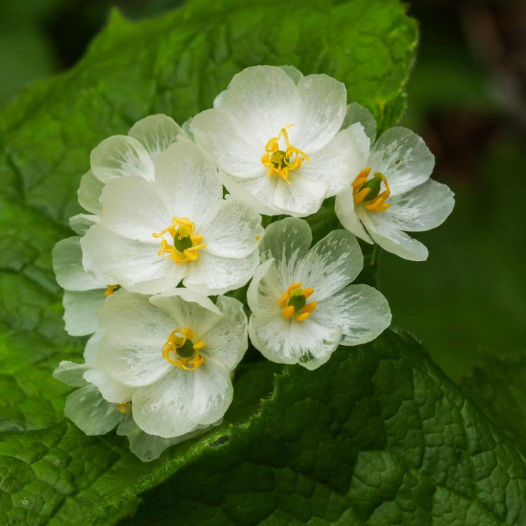 Skeleton Flower Seeds - All In One For Home Gardens