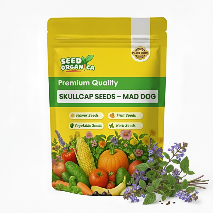 Skullcap Seeds – Mad Dog