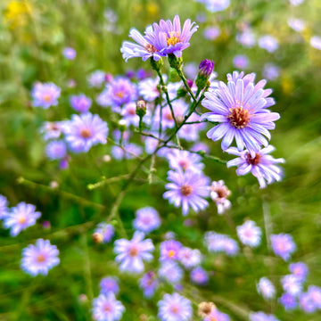Sky Blue Aster Seeds