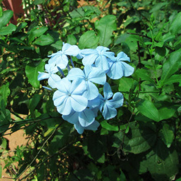 Sky Blue Azalea Seeds 