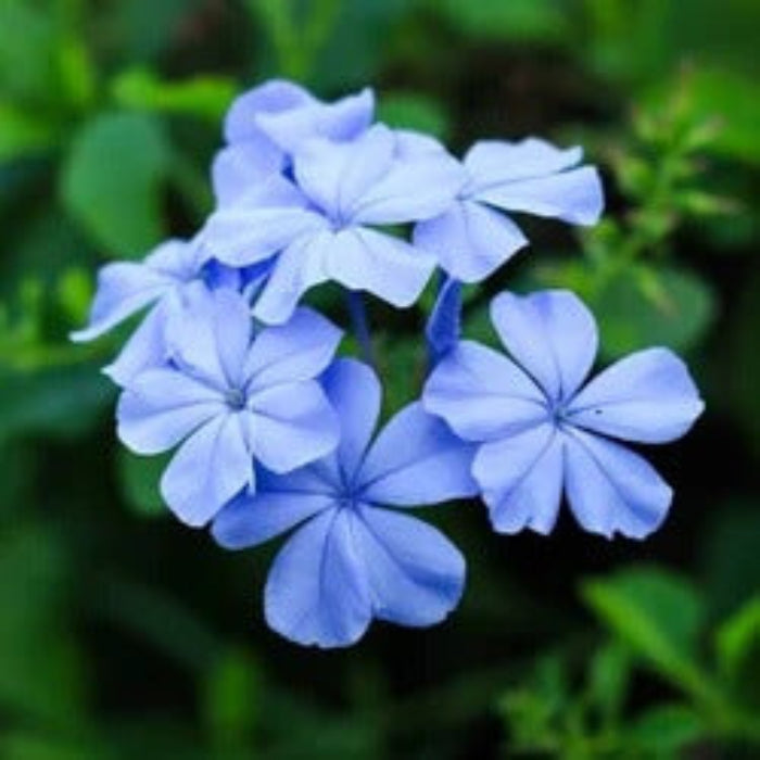 Sky Blue Azalea Seeds 