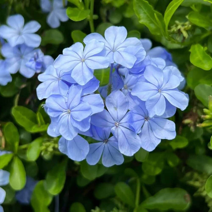 Sky Blue Azalea Seeds 