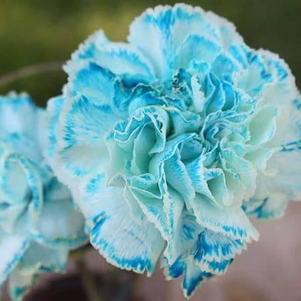 Sky Blue Carnation Seeds