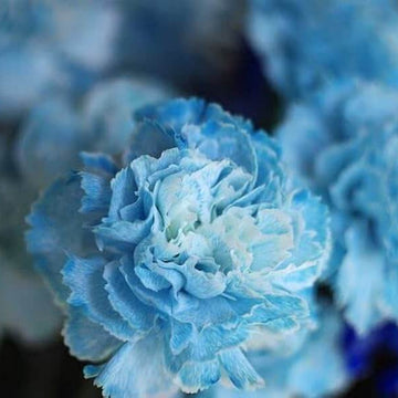 Sky Blue Carnation Seeds
