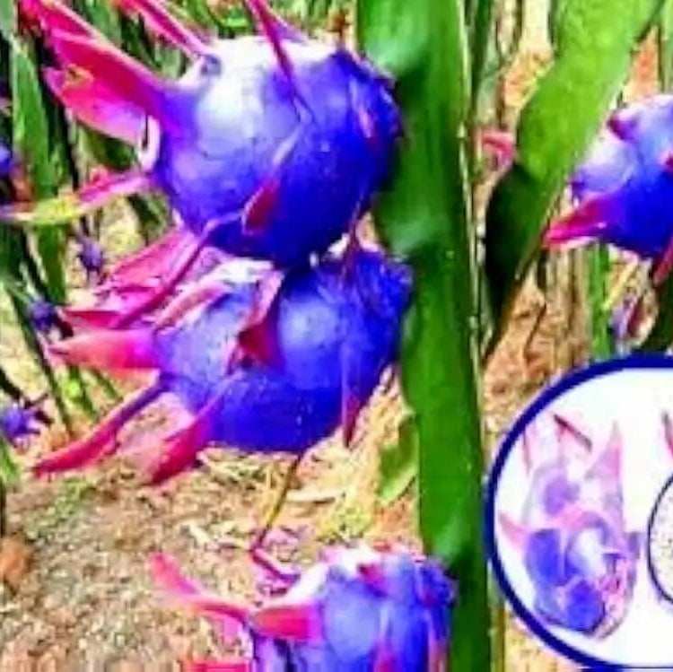 Sky Blue Dragon Seeds 