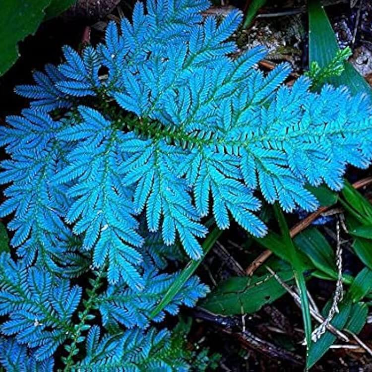 Sky Blue Fern Seeds 