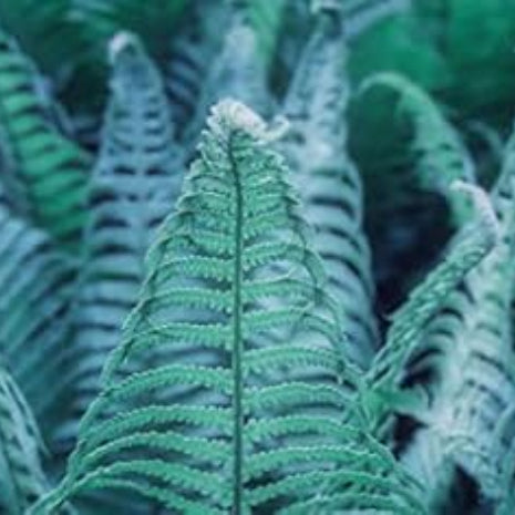 Sky Blue Fern Seeds 