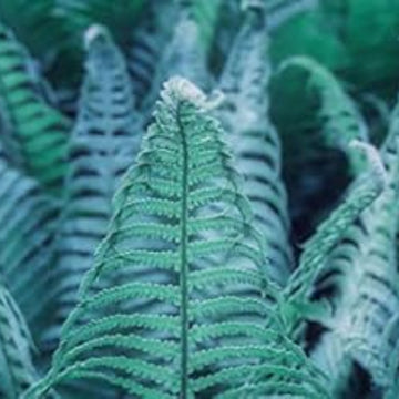 Sky Blue Fern Seeds 