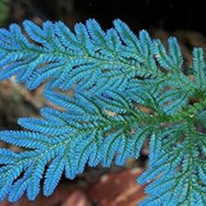 Sky Blue Fern Seeds 
