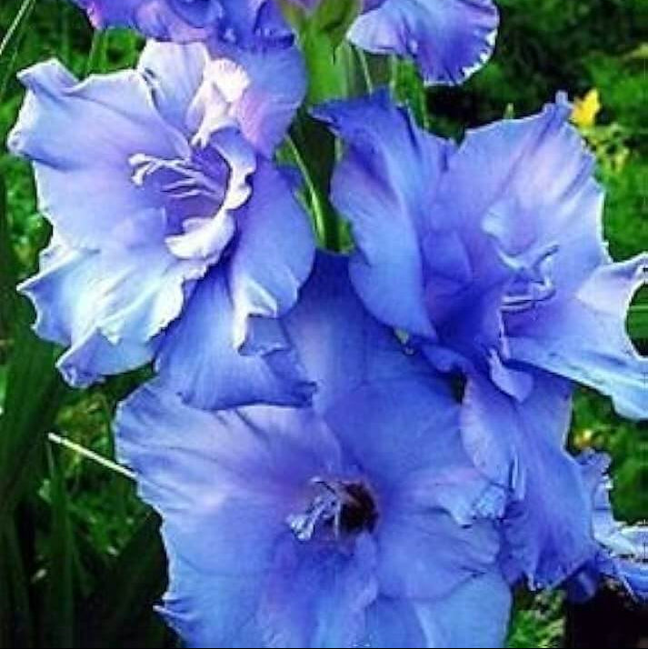 Sky Blue Gladiolus Seeds - Flower Plant