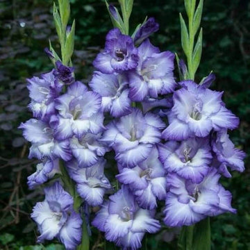 Sky Blue Gladiolus Seeds - Flower Plant