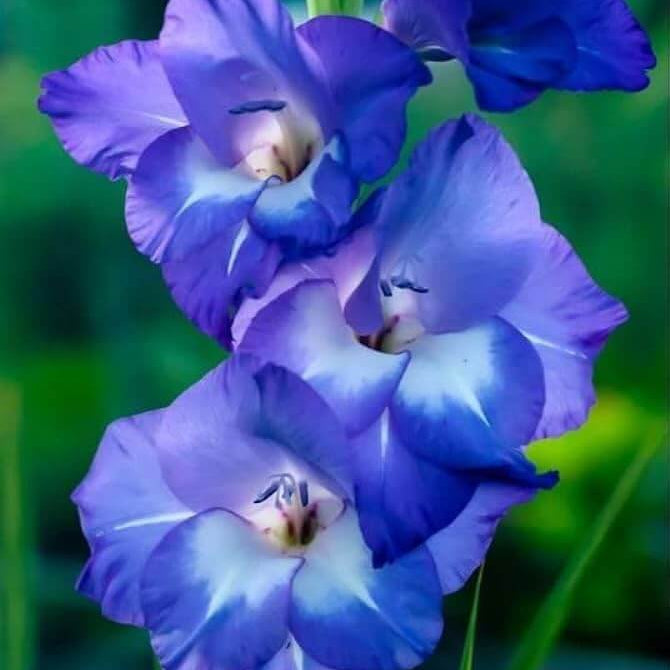 Sky Blue Gladiolus Seeds - Flower Plant