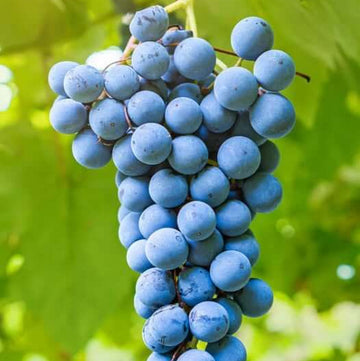 Sky Blue Grape Seeds 