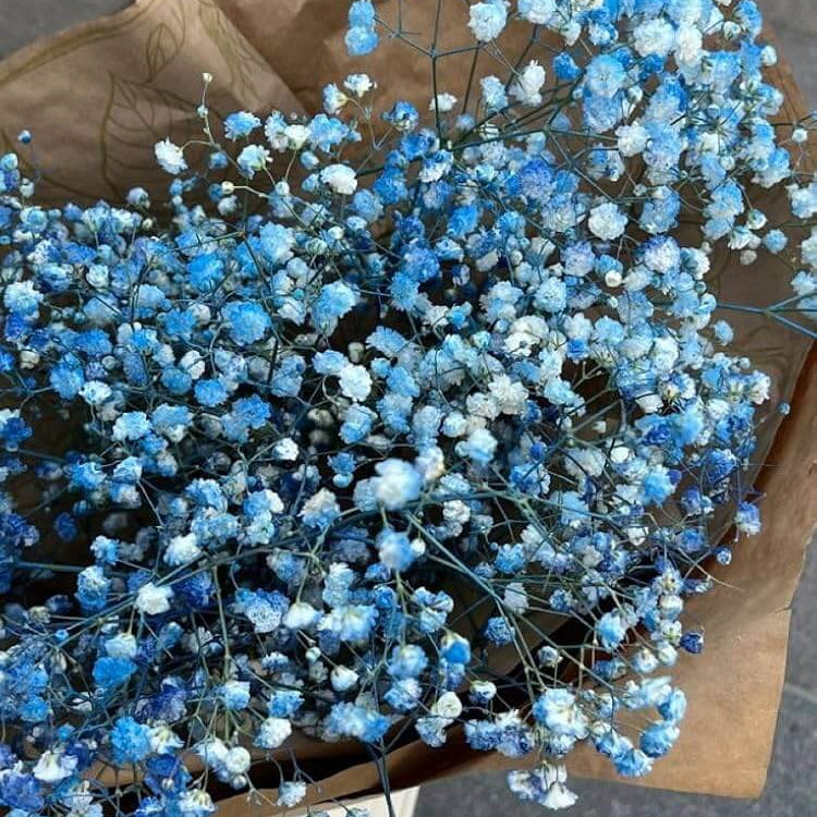 Sky Blue Gypsophila Seeds - Flower Plant