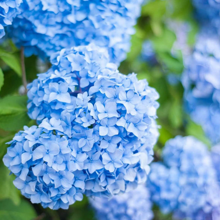 Sky Blue Hydrangea Seeds 