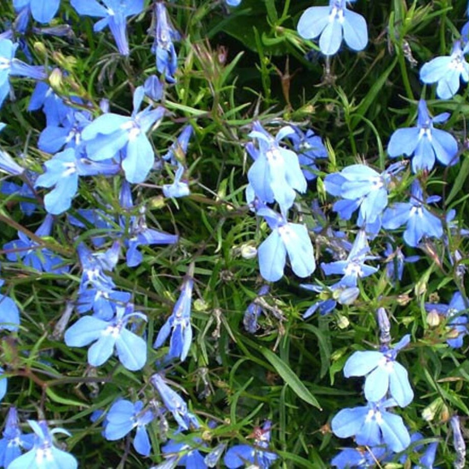 Sky Blue Lobelia Seeds