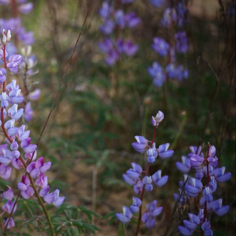 Sky Blue Lobelia Seeds