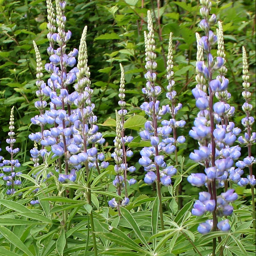 Sky Blue Lobelia Seeds