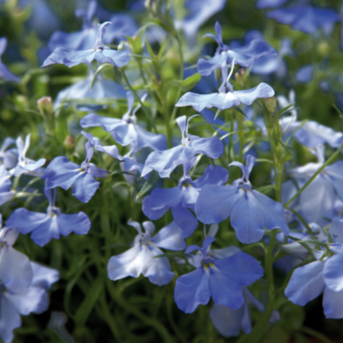 Sky Blue Lobelia Seeds