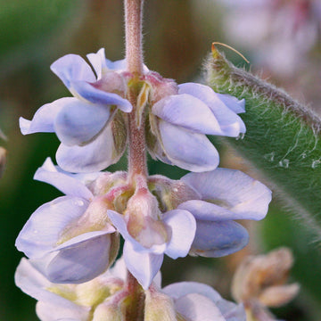 Sky Blue Lobelia Seeds