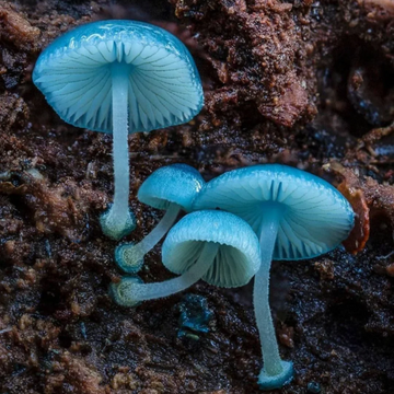 Sky Blue Mushroom Seeds