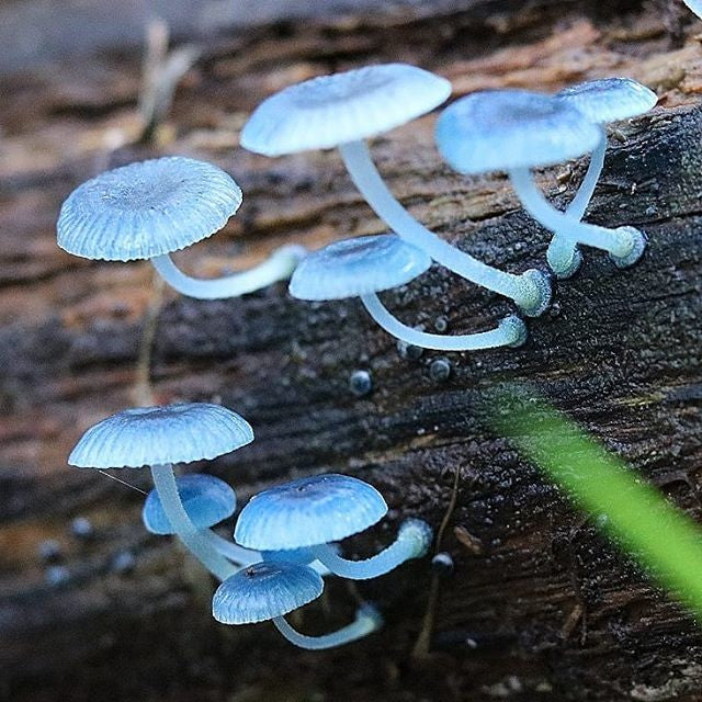 Sky Blue Mushroom Seeds