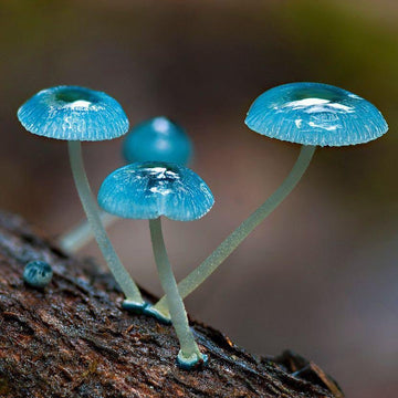 Sky Blue Mushroom Seeds