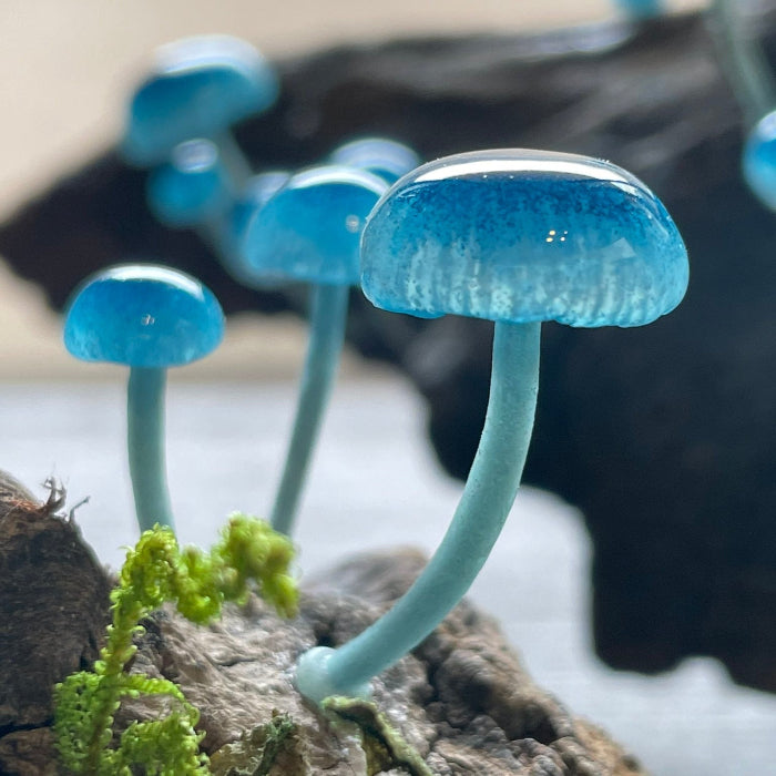 Sky Blue Mushroom Seeds