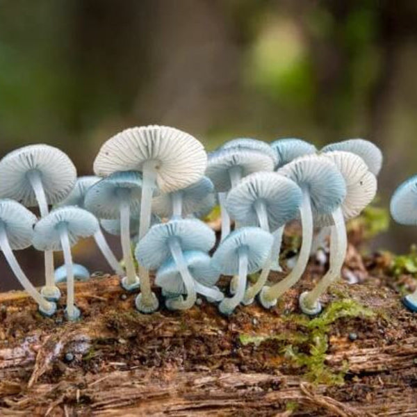 Sky Blue Mushroom Spawn