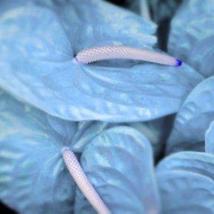 Sky Blue Pink anthurium Seeds