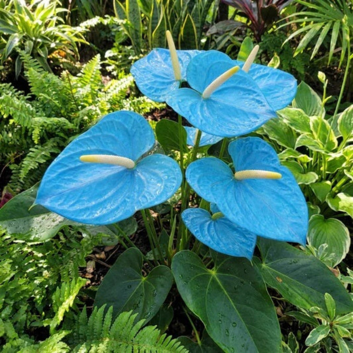 Sky Blue Pink anthurium Seeds