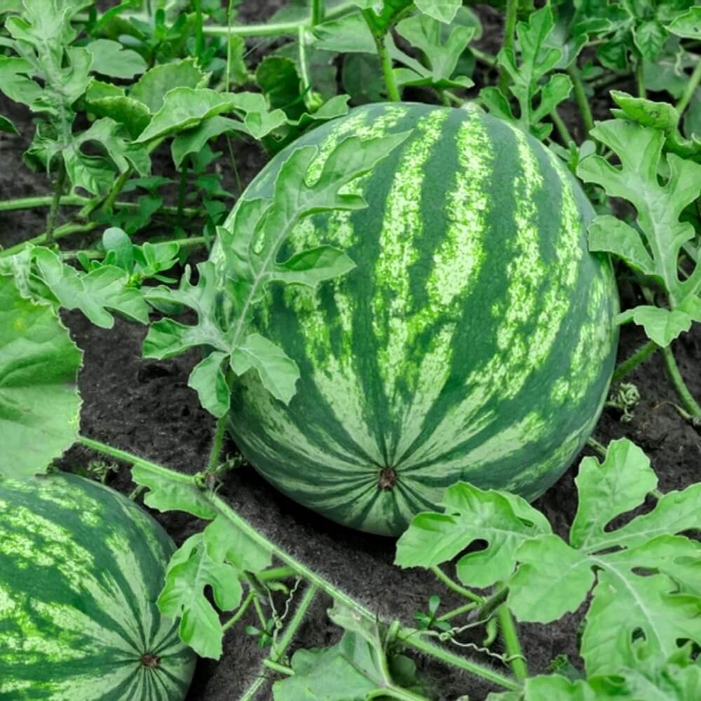 Sky Blue Watermelon Seeds - Fruit Plant For Home Gardens