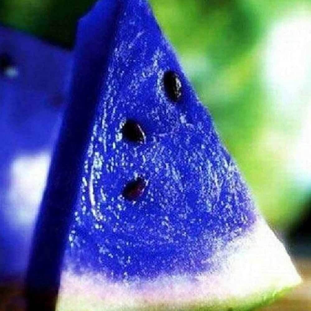 Sky Blue Watermelon Seeds - Fruit Plant For Home Gardens