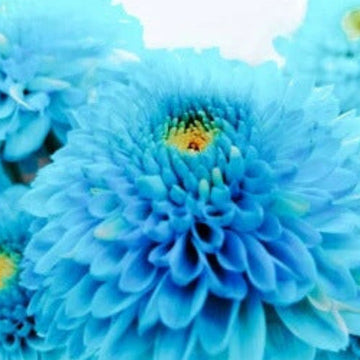 Sky Blue White – Wildflower Chrysanthemum Seeds