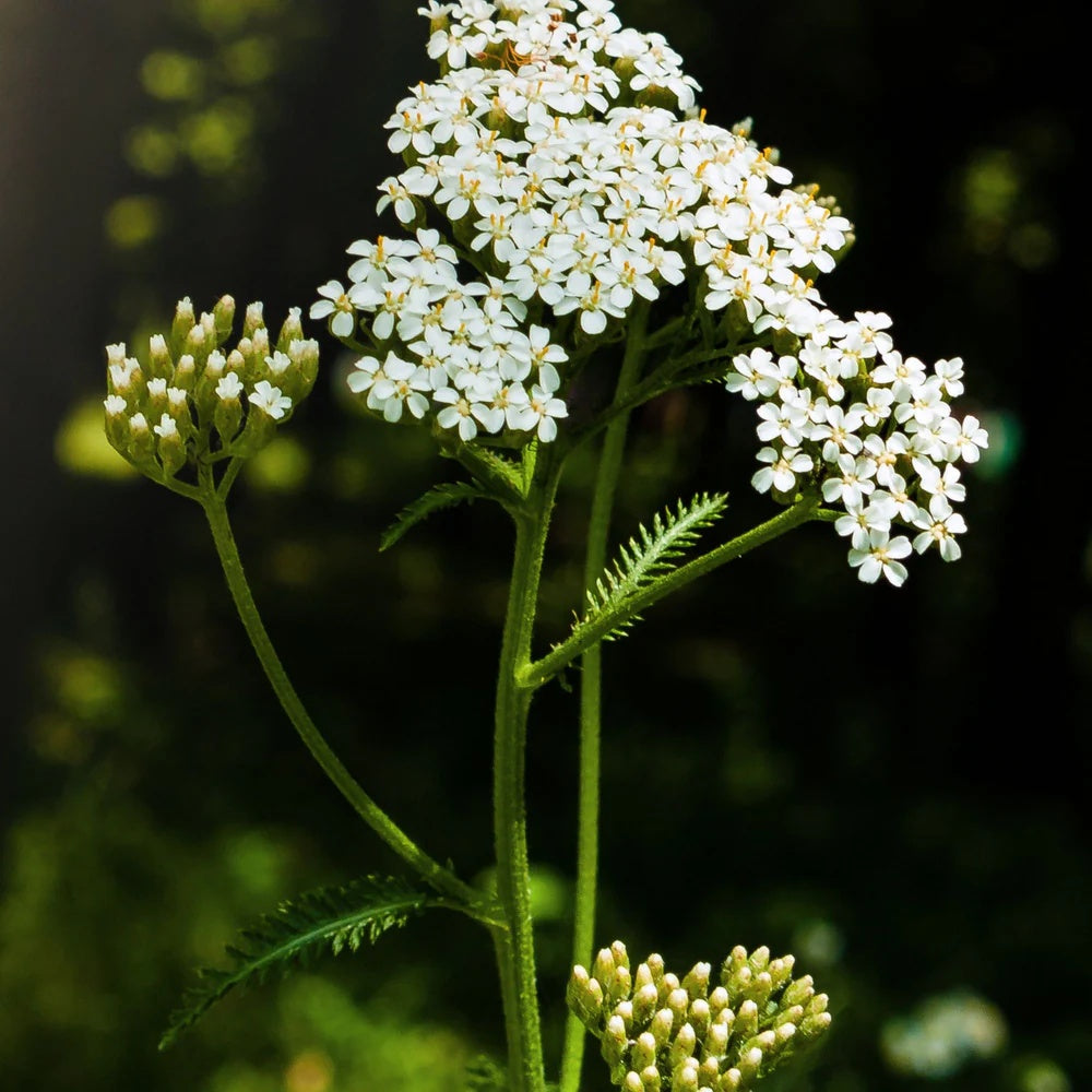 Sky Blue Yarrow Seeds