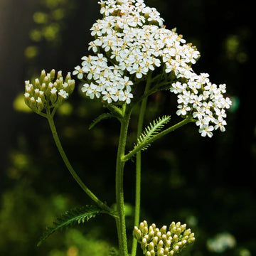 Sky Blue Yarrow Seeds