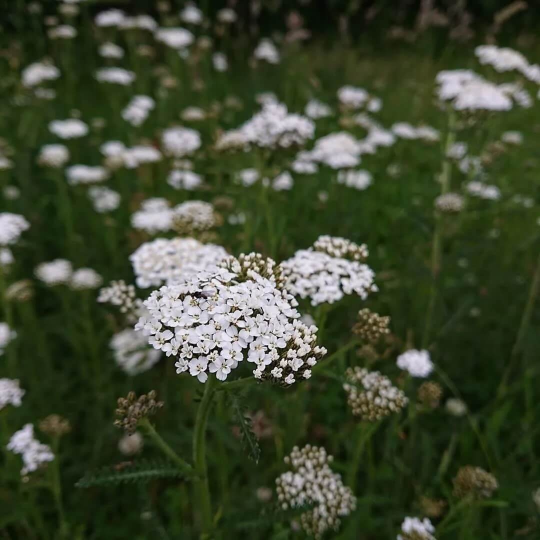 Sky Blue Yarrow Seeds