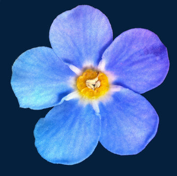 Sky Blue Yellow Daffodil Seeds
