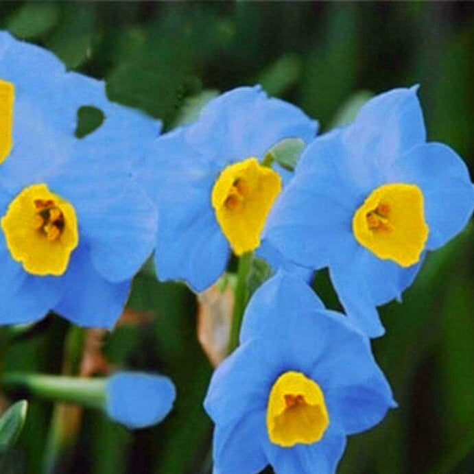 Sky Blue Yellow Daffodil Seeds