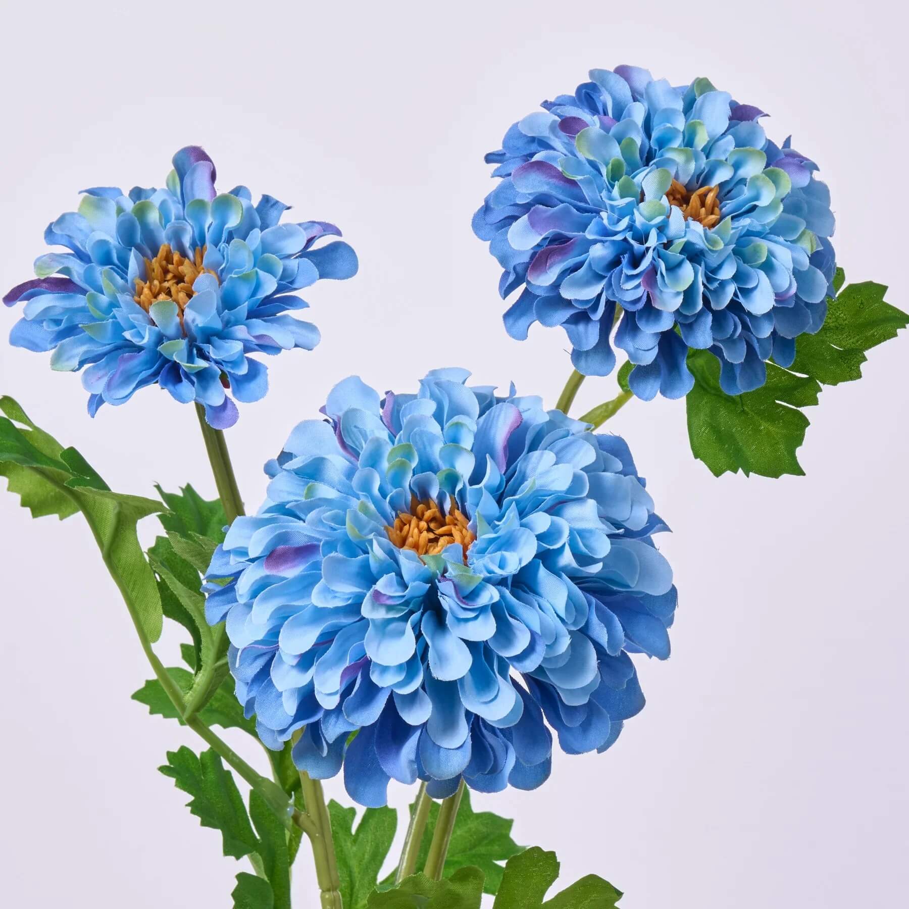 Sky Blue Yellow Zinnia Seeds - Flower Plant