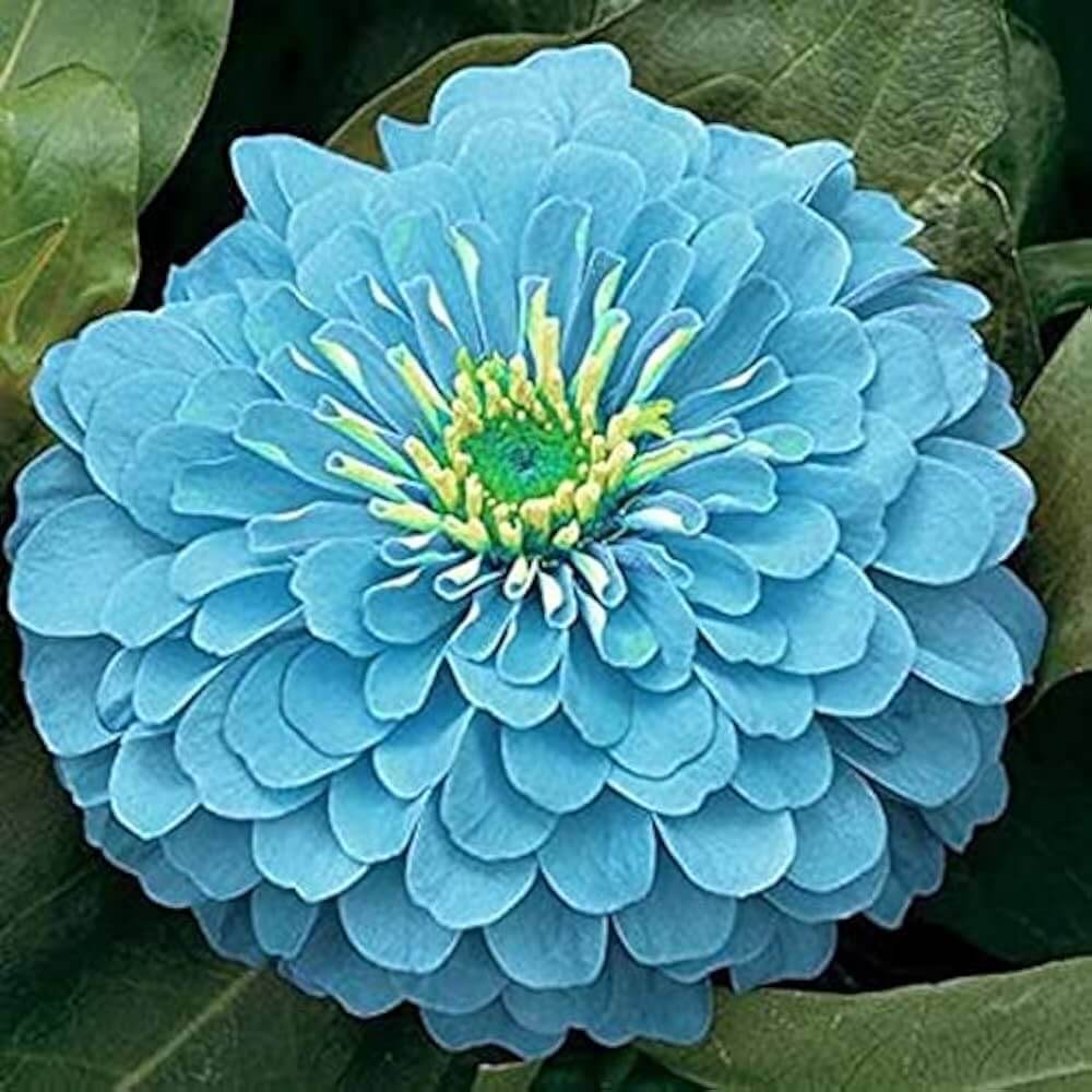 Sky Blue Yellow Zinnia Seeds - Flower Plant
