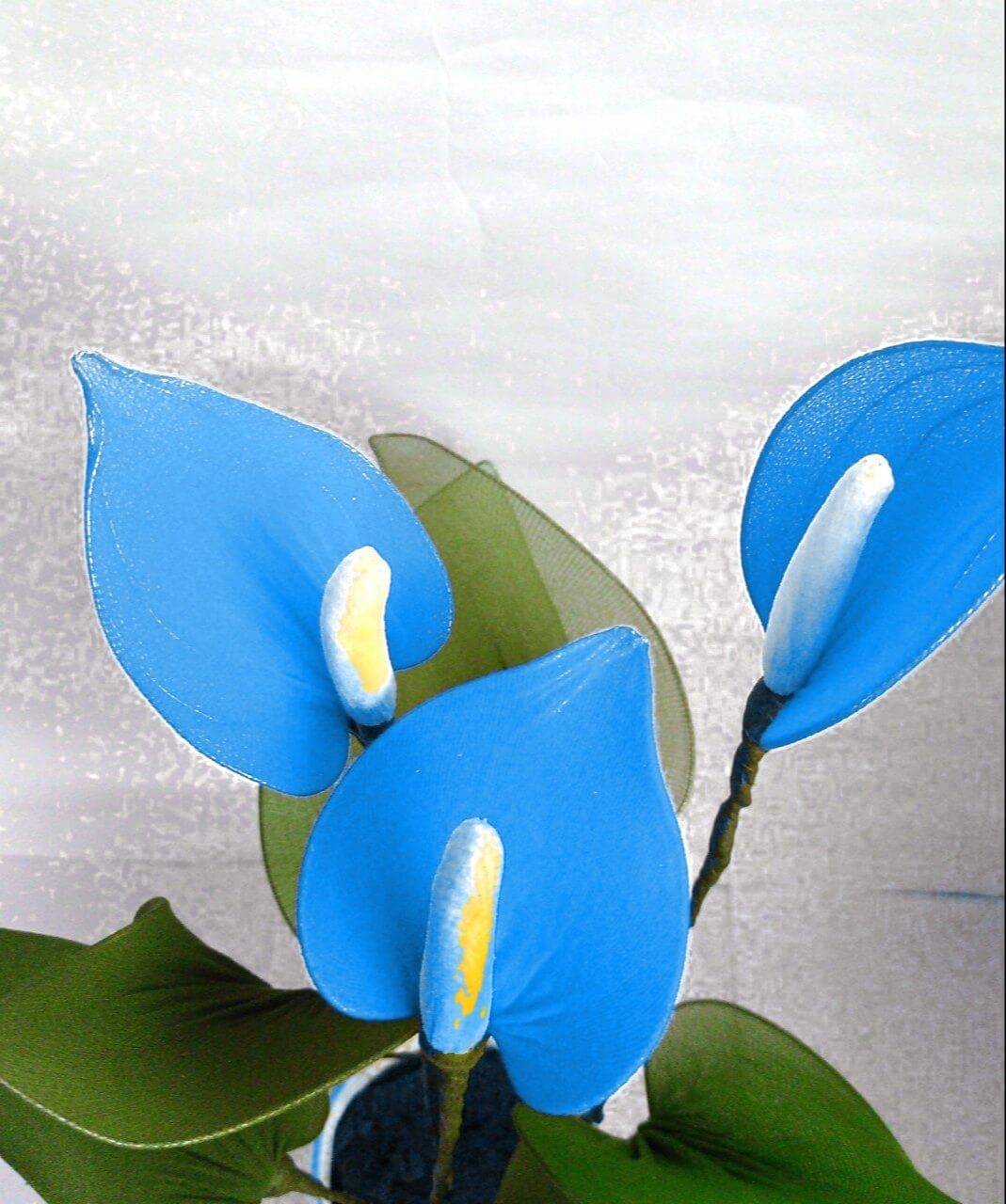 Sky Blue Yellow anthurium