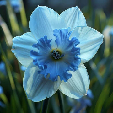 Skyblue Daffodil Seeds