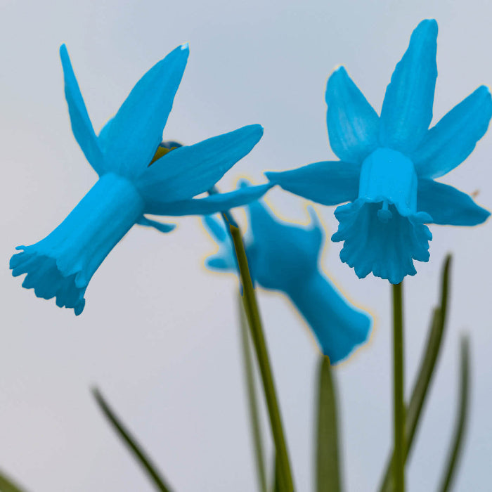 Skyblue Daffodil Seeds